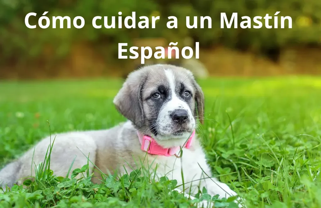 Cómo cuidar a un Mastín Español