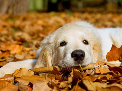 Centro Veterinario La Riera 1 Cuidados veterinarios Centro Veterinario La Riera