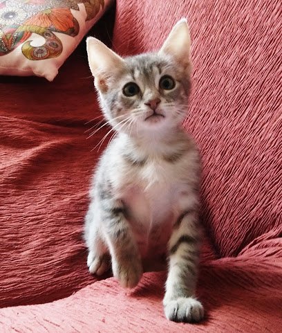 Cuidados veterinarios Clínica Veterinaria Calafell Pueblo