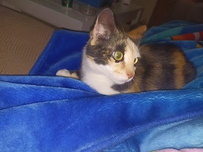 Cuidados veterinarios Veterinaria Pilar