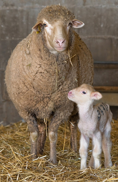 Agropexsa Don Benito 1 Farmacia veterinaria Agropexsa Don Benito