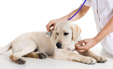 Farmacia veterinaria centro veterinario azuqueca