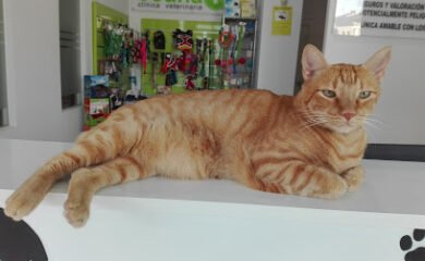 Hospital veterinario CLÍNICA VETERINARIA "CIUDAD DE OSUNA"