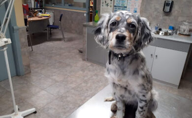 Hospital veterinario Clínica Veterinaria Beasain