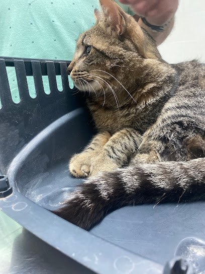 Hospital veterinario Clinica Veterinaria Calafell