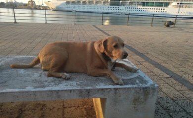 Hospital veterinario Clínica Veterinaría Campos Eliseos