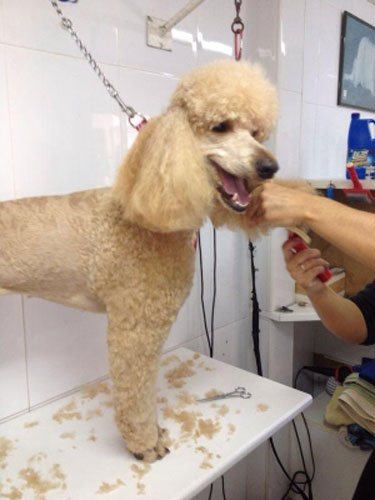 Hospital veterinario Clínica Veterinaria Caribe