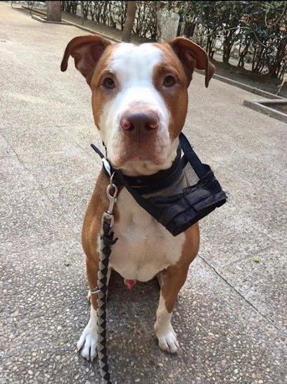 Hospital veterinario Hospital Veterinario Madrid Este