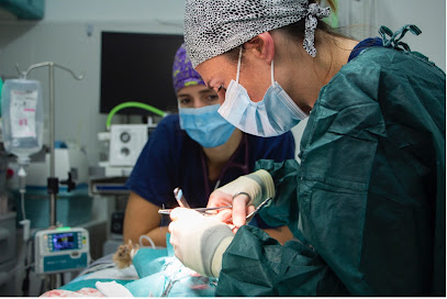 Hospital Veterinario VetVida especialitats i urgencies 24hores 1 Hospital veterinario Hospital Veterinario VetVida especialitats i urgencies 24hores
