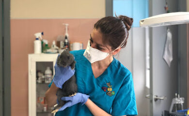 Veterinarios en Madrid 11 Hospital veterinario Medivet 24 Horas Los Sauces Chamberi