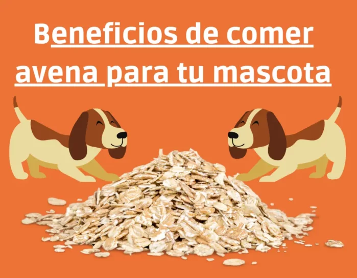 ¿Es buena la avena para los perros?