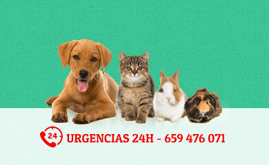 Veterinarios en Alcalá de Guadaíra 3 Servicio de urgencias veterinarias Clínica Veterinaria la Roldana
