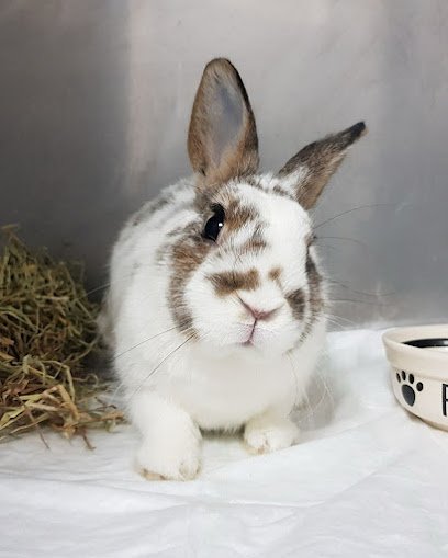 Veterinario ANIMALES EXÓTICOS 24H - Veterinarios especialistas