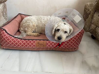 Veterinario Animal Friend