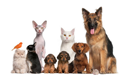 Atlántico Centro Veterinario 1 Veterinario Atlántico Centro Veterinario