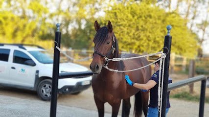 Veterinario BICHO MALO - Centro Veterinario -