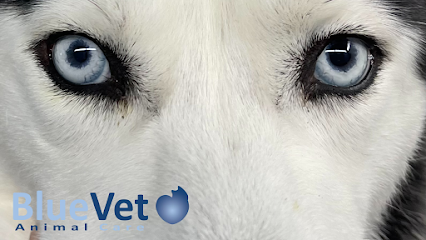 BlueVet Veterinario Villanueva de la Cañada 1 Veterinario BlueVet Veterinario Villanueva de la Cañada