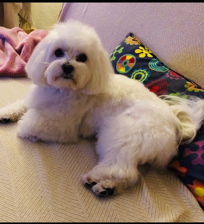 Veterinario BudaPets Veterinaria