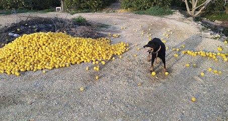 Veterinario C.V. ANIMAVICOS