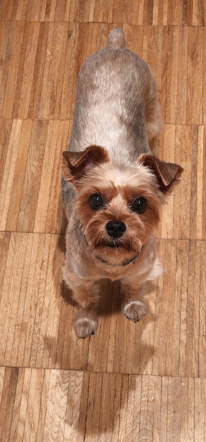 Veterinario CENTRE VETERINARI 4 POTES