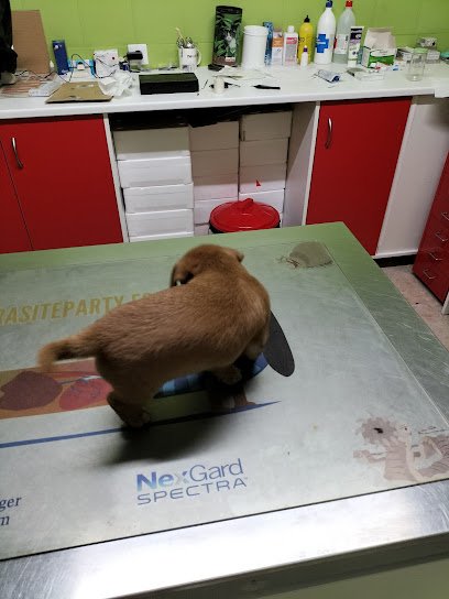 Veterinario CENTRO VETERINARIO FAUNA