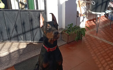 Veterinario CLINICA VETERINARIA ASTIGI