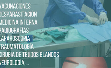 Veterinarios en Bollullos de la Mitación 3 Veterinario CLÍNICA VETERINARIA THE VET ALJARAFE