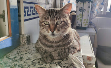 Veterinario CanyCat