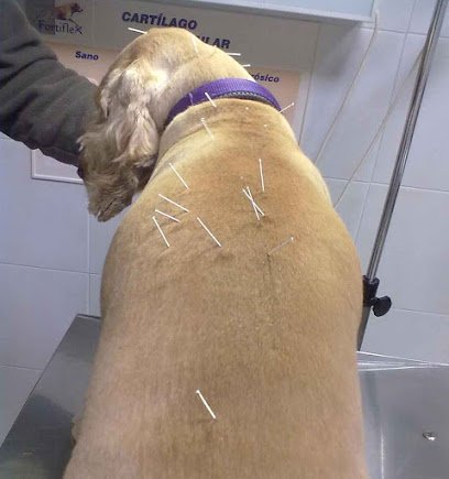 Veterinario Centre dels Animals Arasa - Clínica i Acupuntura Veterinària