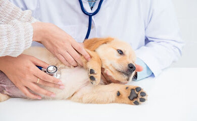 Veterinario Centro Médico Veterinario Los Álamos