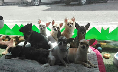 Veterinario Centro Veterinario Águilas