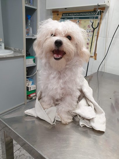 Veterinario Centro Veterinario Algemesí