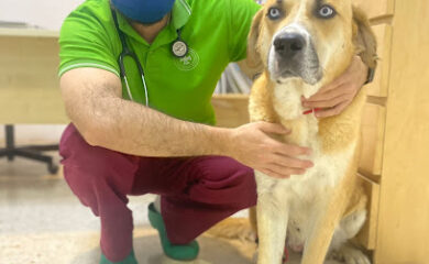 Veterinarios en Guillena 1 Veterinario Centro Veterinario Ardila-Guillena