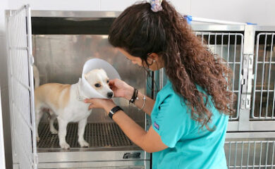 Veterinario Centro Veterinario Benicarló