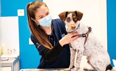Veterinarios en Gines 1 Veterinario Centro Veterinario Catdog Gines