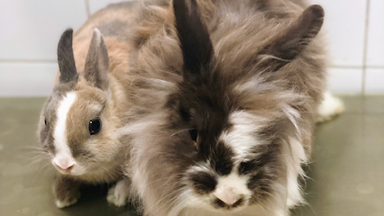 Veterinario Centro Veterinario Chiva