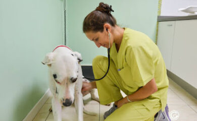 Veterinario Centro Veterinario Cruz del Sur