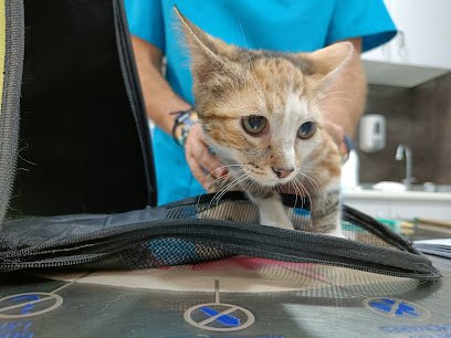 Veterinario Centro Veterinario Doggos