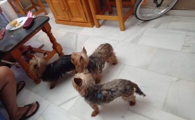 Veterinario Centro Veterinario La Ronda