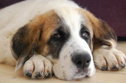 Veterinario Centro Veterinario Langreo