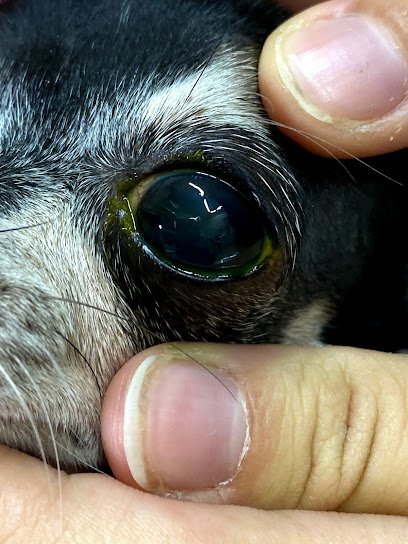 Veterinario Centro Veterinario Sais