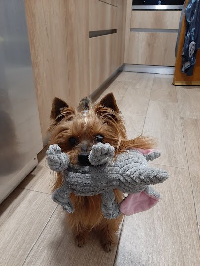 Veterinario Centro Veterinario Torrejón