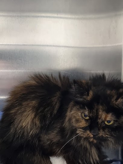 Veterinario Centro de asistencia veterinaria