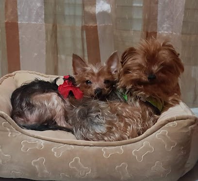 Veterinario Cevecam Centro Veterinario