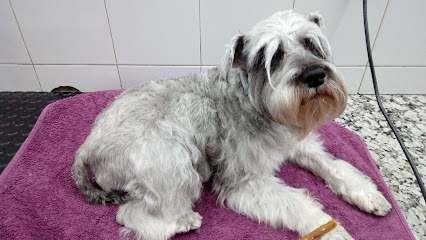 Cinos Veterinaris 1 Veterinario Cinos Veterinaris