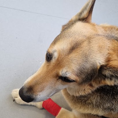 Veterinario Clínica Veterinaria Adel