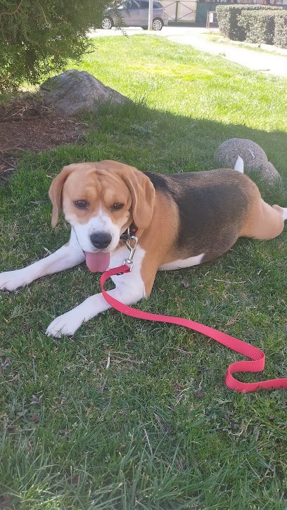 Veterinario Clínica Veterinaria Albeitar Sur