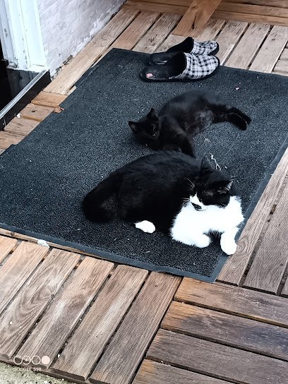 Veterinario Clínica Veterinaria Argüelles