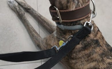 Veterinario Clínica Veterinaria Ávila Cádiz Avenida