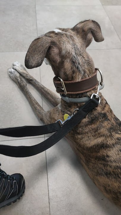 Veterinario Clínica Veterinaria Ávila Cádiz Avenida